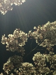 夜桜