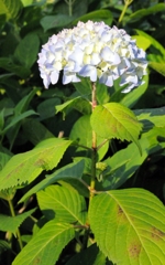 住吉さんの紫陽花今年も咲きました
