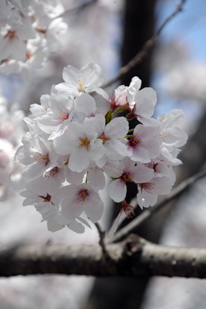R3年4月2日教信寺桜５