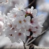 R3年4月2日教信寺桜５