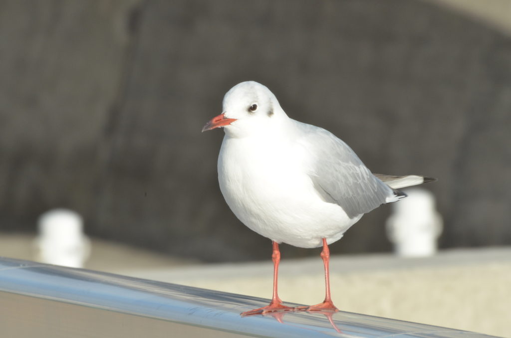 キリットなぁ～
