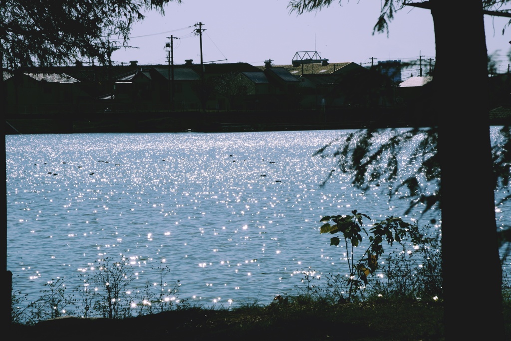 Ｒ3.11.17天満公園8046
