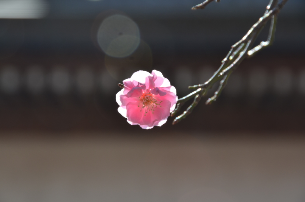 小春日和の中で