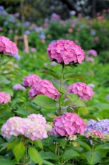 夕焼けと紫陽花