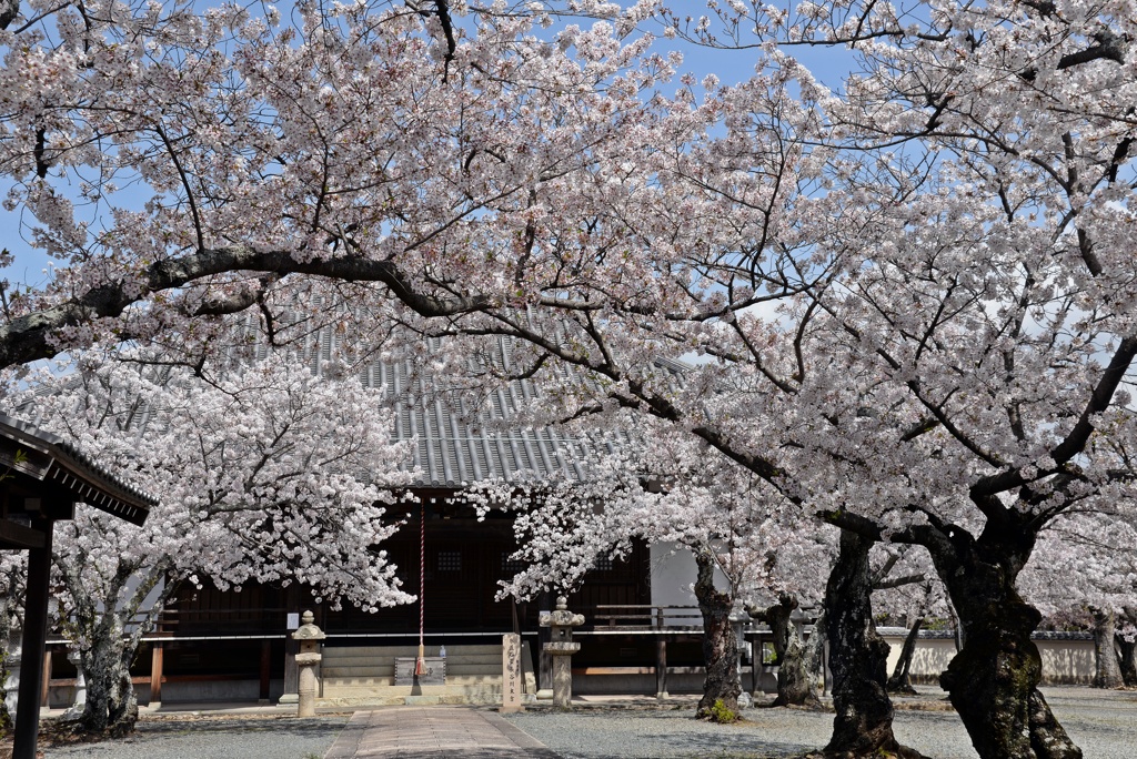 Ｒ3年4月2日教信寺桜