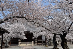 Ｒ3年4月2日教信寺桜