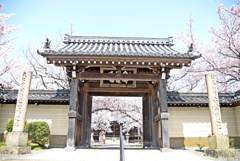 R3年4月2日教信寺桜４