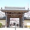 R3年4月2日教信寺桜４