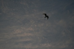 翼をひろげて…