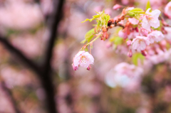 河津桜