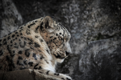 ユキヒョウ