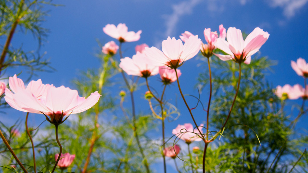 秋桜の横顔