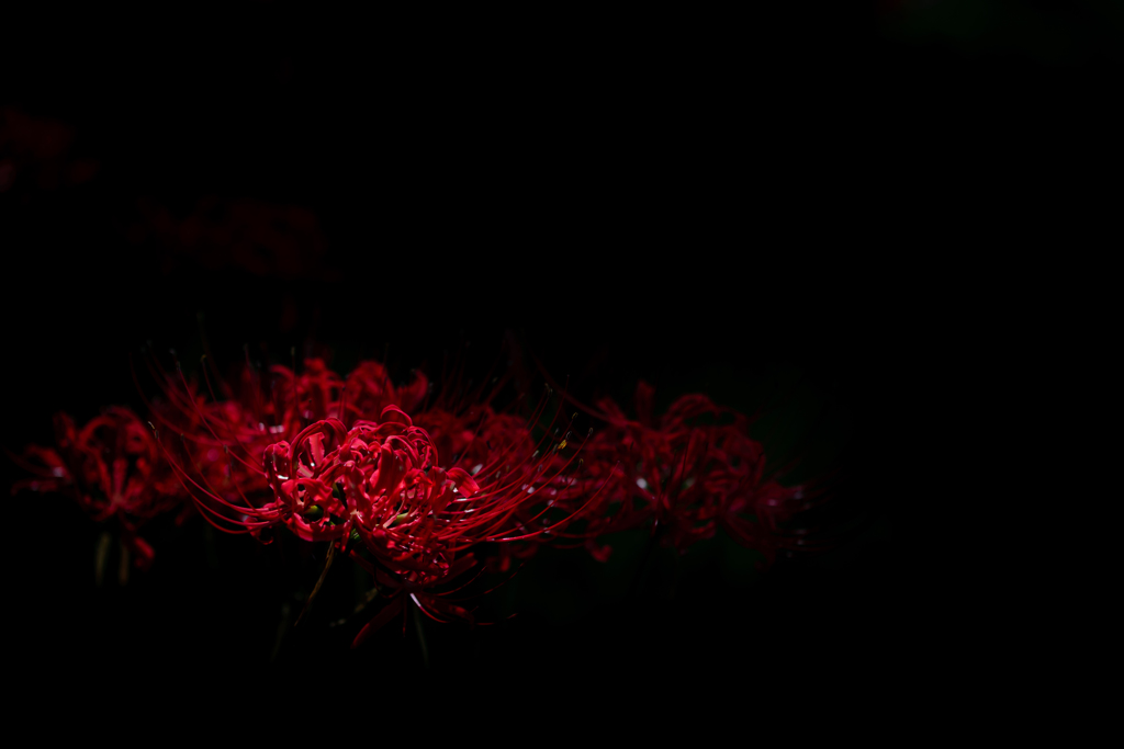紅一点