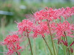 P1110426