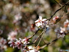 冬桜