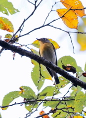 この鳥はムギマキ？