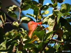 一葉の紅葉