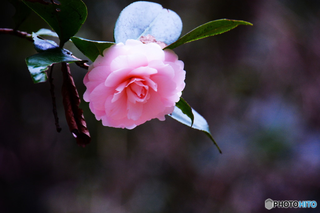 昨日より一気に冷えました(^-^;