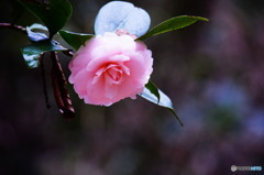 昨日より一気に冷えました(^-^;