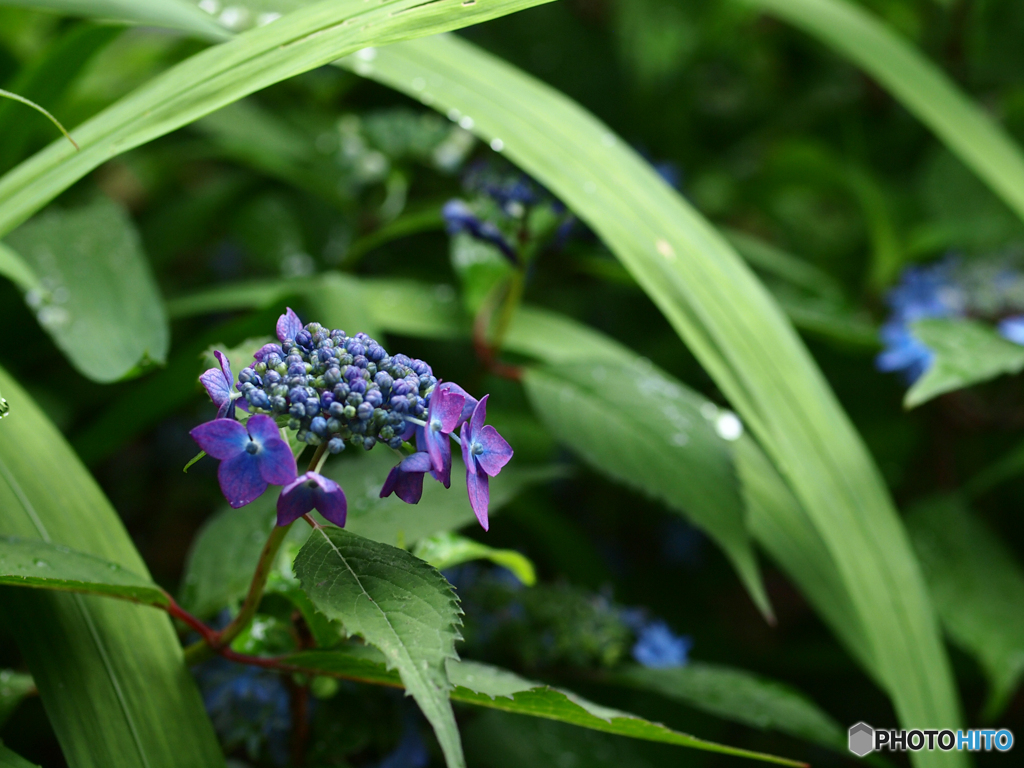 庭の花　ヤマアジサイかな？
