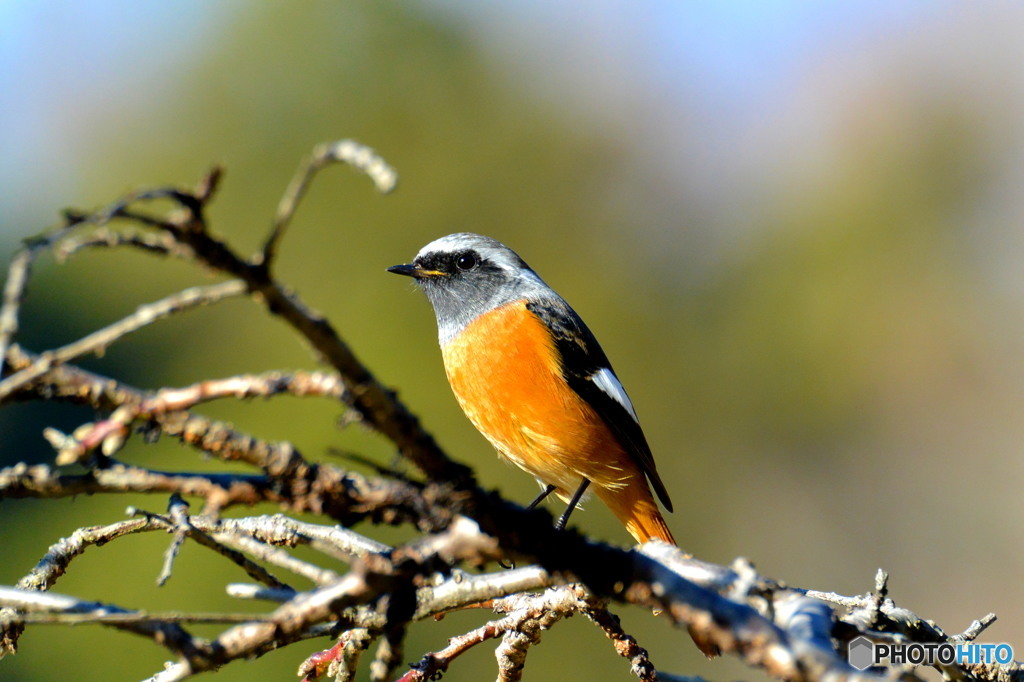 ジョウビタキ(^_-)-☆