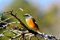 ジョウビタキ(^_-)-☆