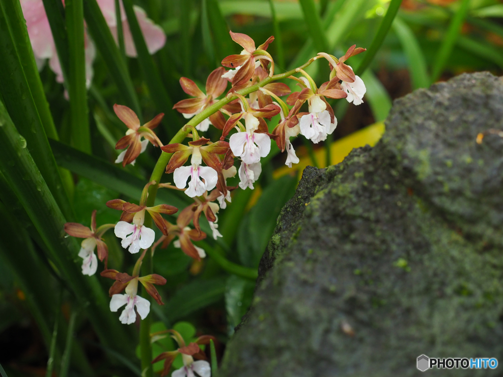 庭の花　陰に隠れて