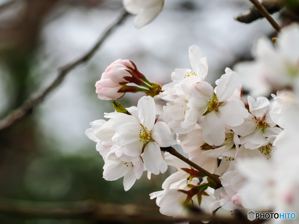 桜　咲く