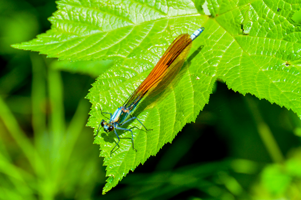 二ホンカワトンボらしいです(^_-)-☆