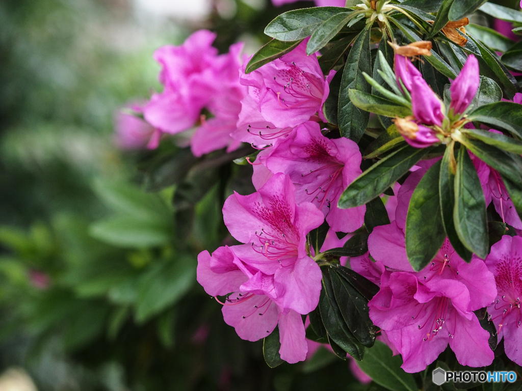 庭の花　つつじ花盛り