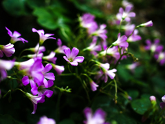 可憐な花　カタバミ