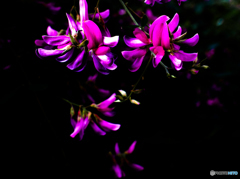 秋ですね(^_-)-☆