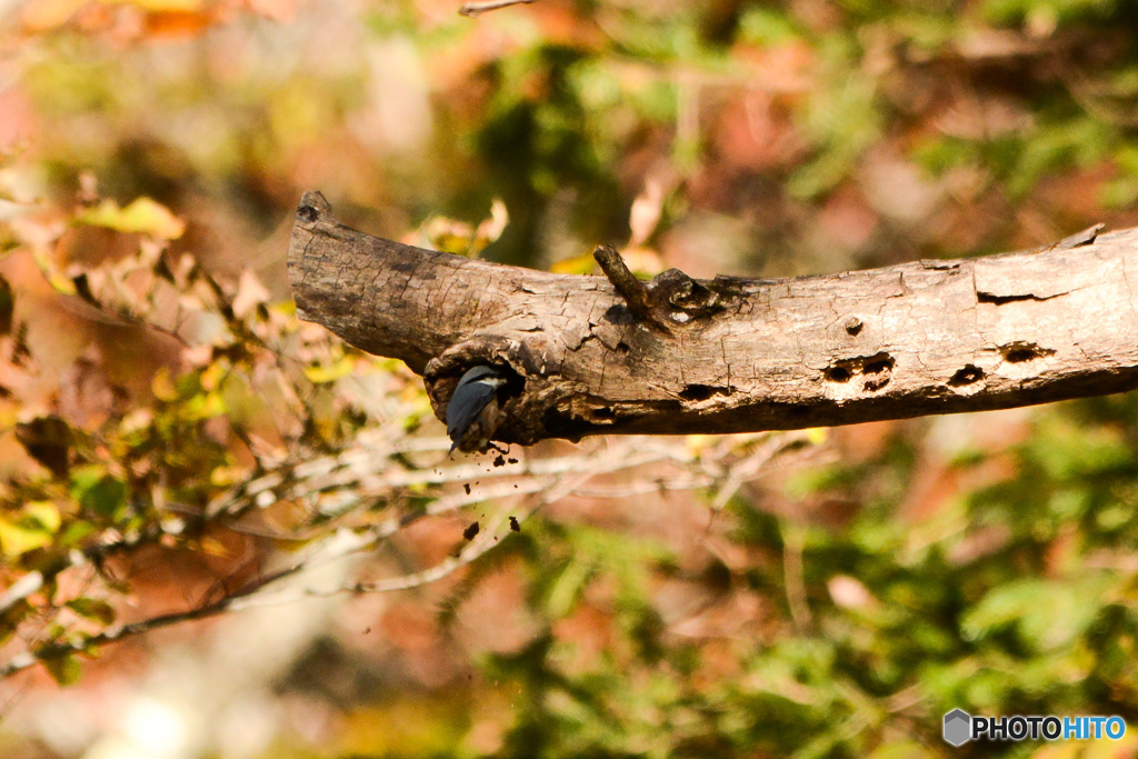 何を掘ってる？？？