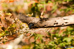 何を掘ってる？？？