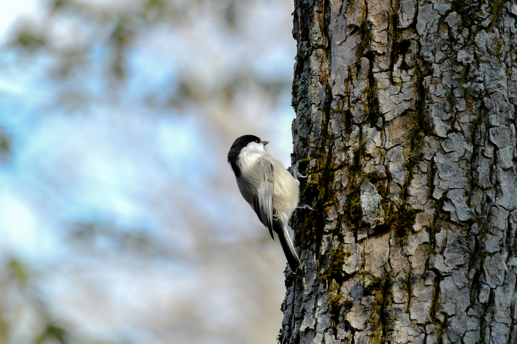 コガラでした(^^♪