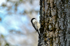 コガラでした(^^♪