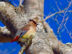 人相悪いですが、綺麗です^_−☆