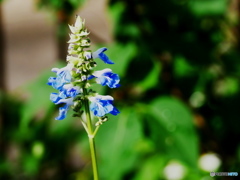 庭の花 おまけ(^^♪