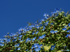 青空に熔ける(^^♪