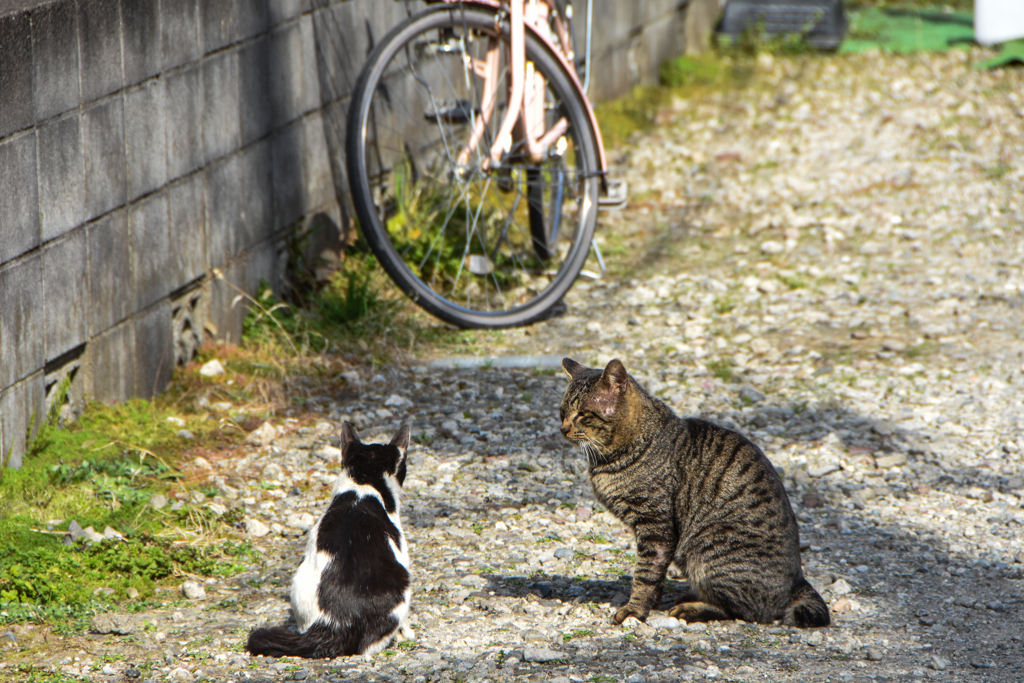 猫会談