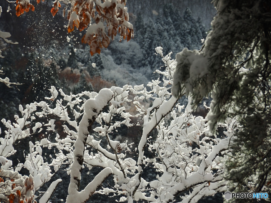 雪化粧