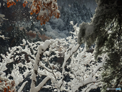 雪化粧