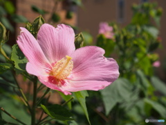 まだ、暑いですね～