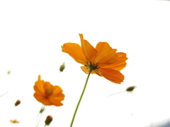 キバナコスモス