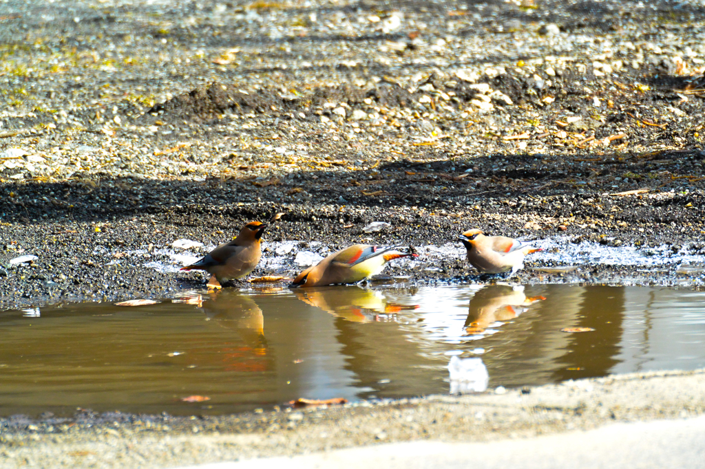 食後のひと時・ヒレンジャク(^_-)-☆