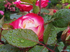 雨に濡れて(^^♪