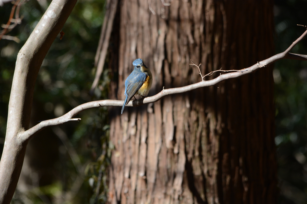 ルリビタキ、やっと撮れた＾＾