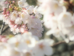 満開さくら(^_-)-☆