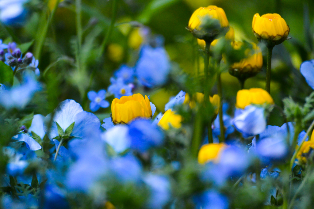 華やか～”青に囲まれて”