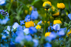 華やか～”青に囲まれて”